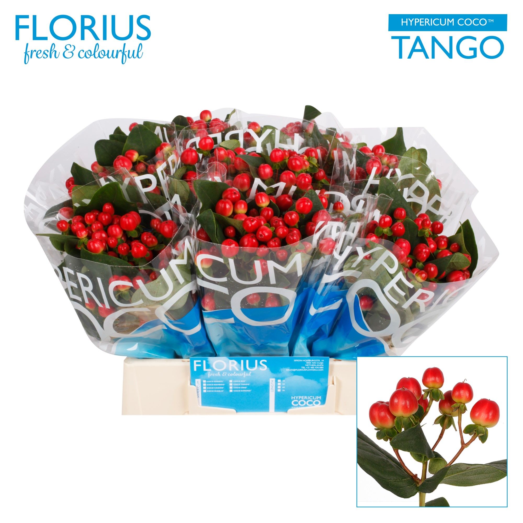 Hyp Coco Tango