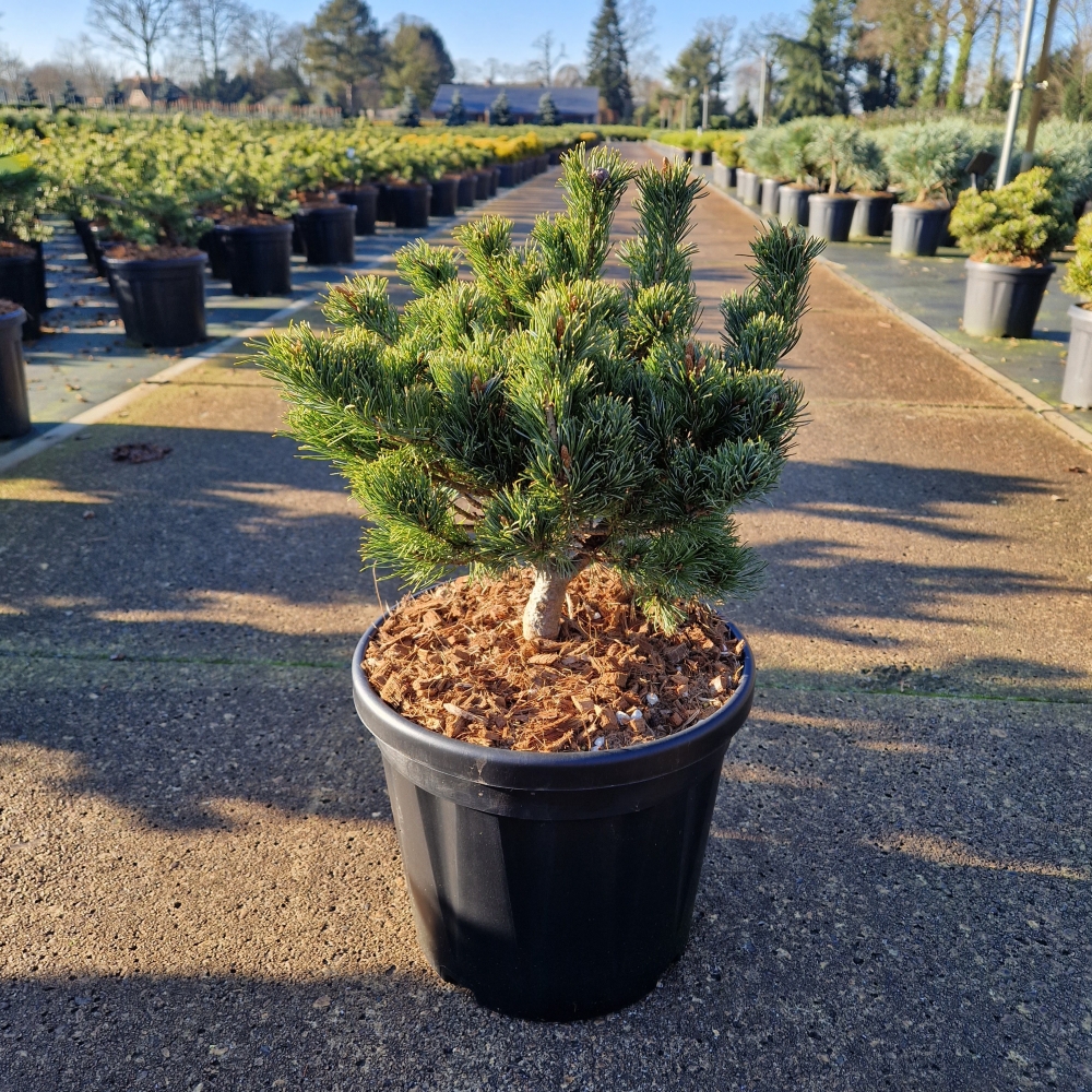 Picture of Pinus parviflora Kusu Dama C8 25/30 (LOOSE)