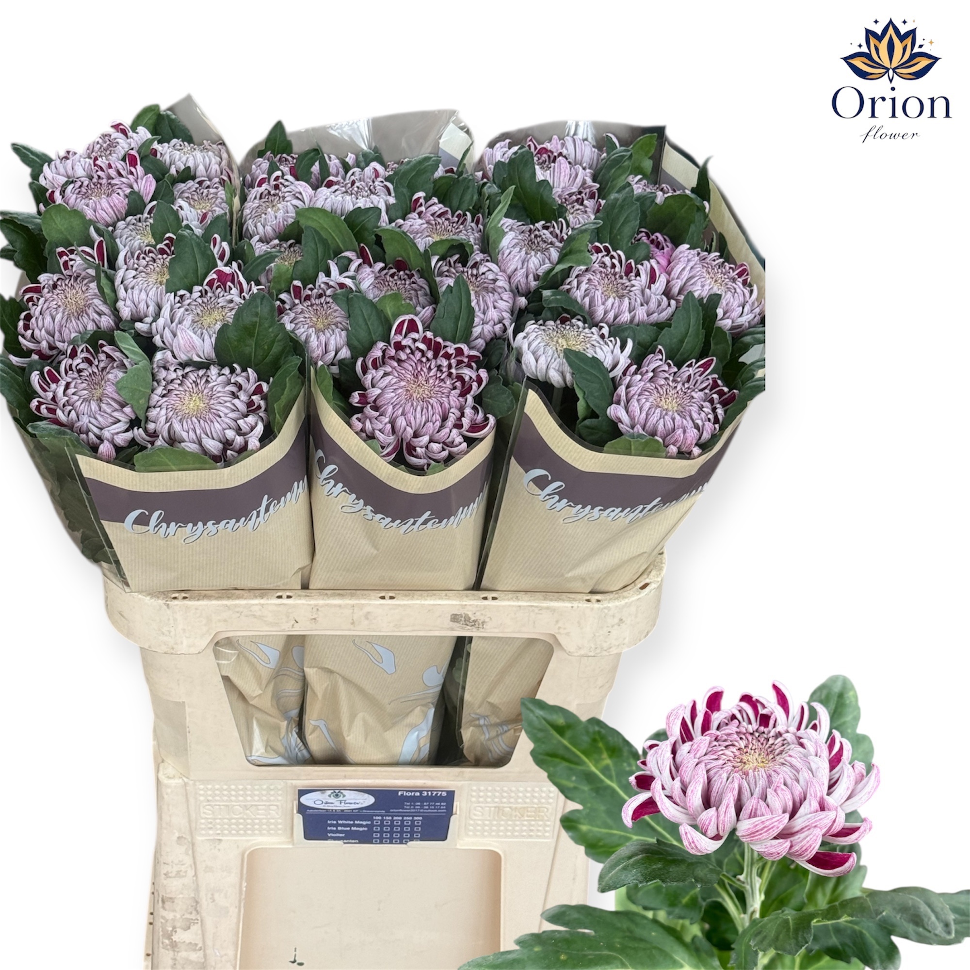 Chrys Single Gilbert Silver 80cm 135gram
