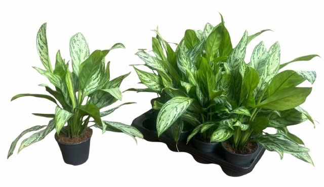 Ag Kl Silver Queen 14P 40H 2stek