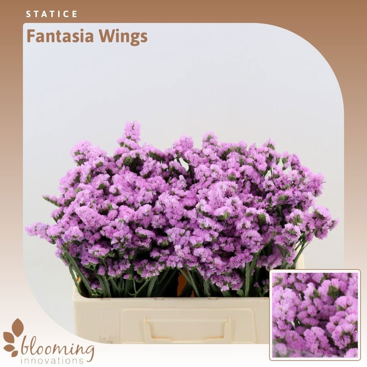 Limonium St Fantasia Wings 50cm 20gram