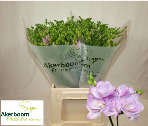 Fr Du Romantic Laven 50cm 20gram