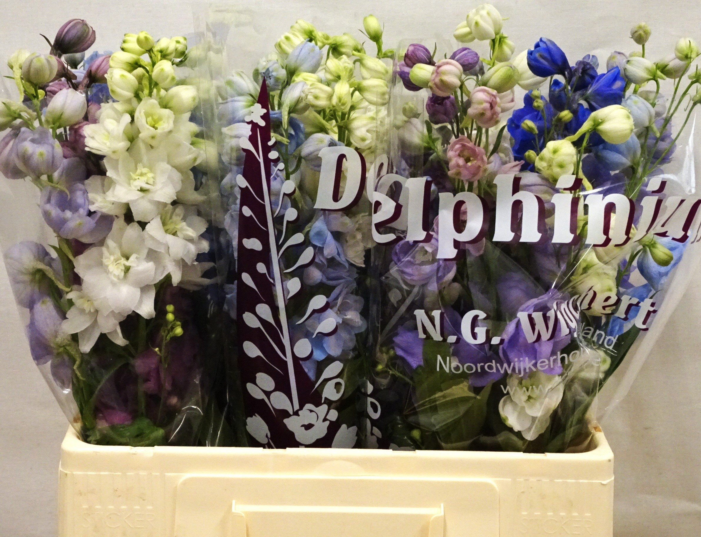 Delphinium El Mixed 60cm