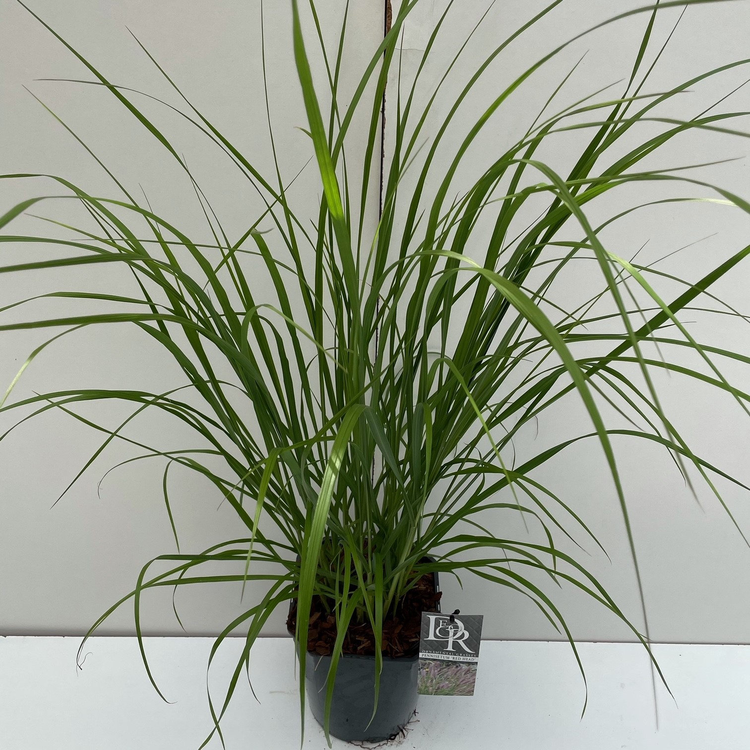 Picture of Pennisetum Red Head P23 (5 Ltr) SQUARE (LOOSE)