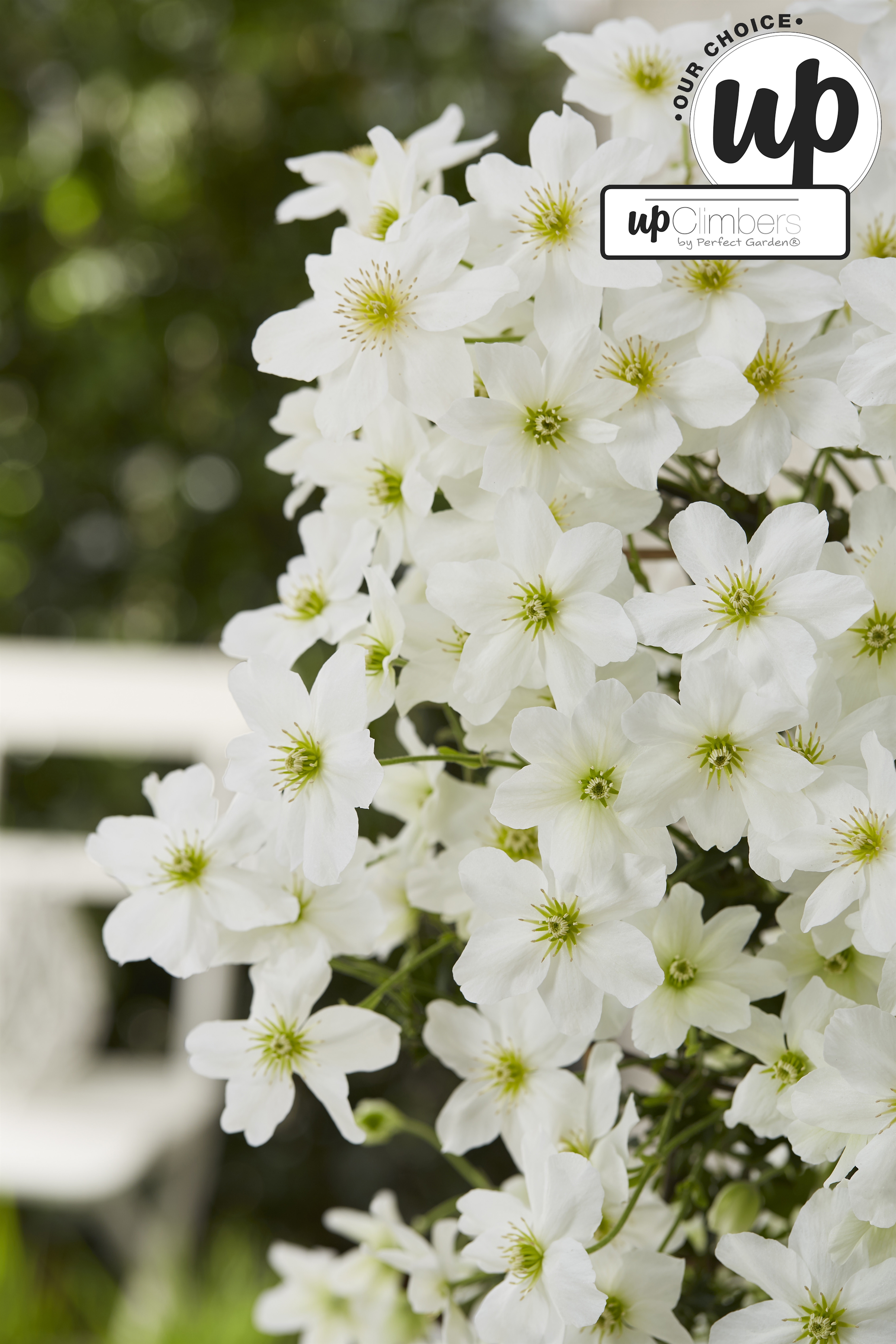 Picture of Clematis Avalanche Our Choice P23