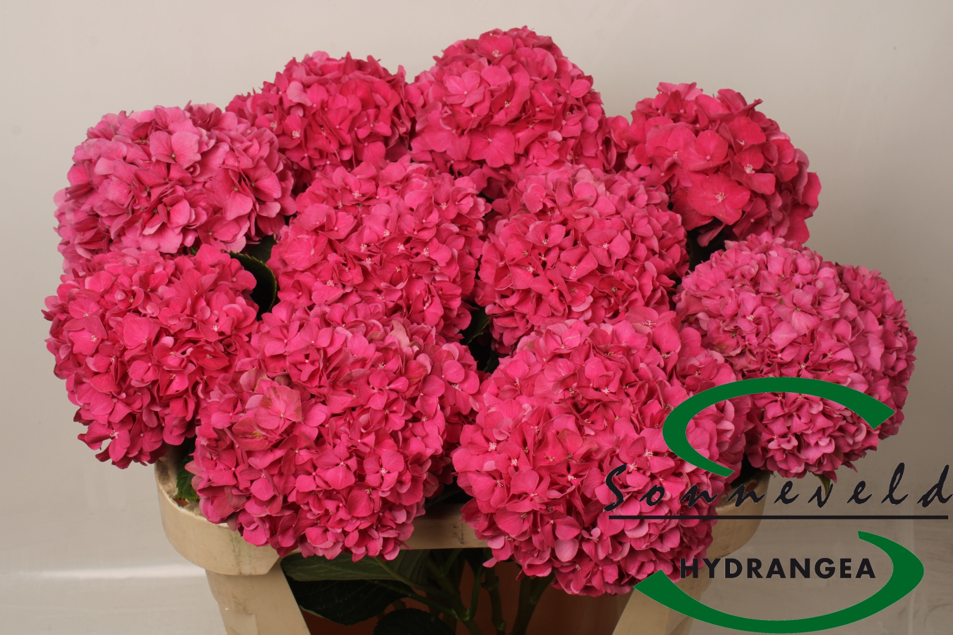 Hydrangea Glowing Alps Pink 70cm 19Ø