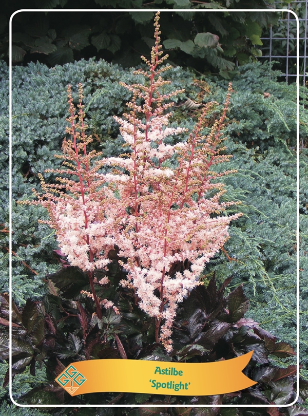 Picture of Astilbe mix 6x10 srt. per shelve P11