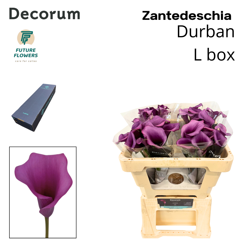 Zant Durban