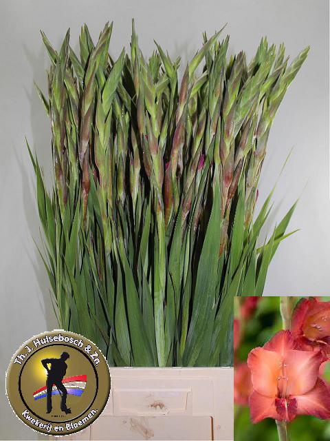 Gladiolus Indian Summer 90cm 120gram