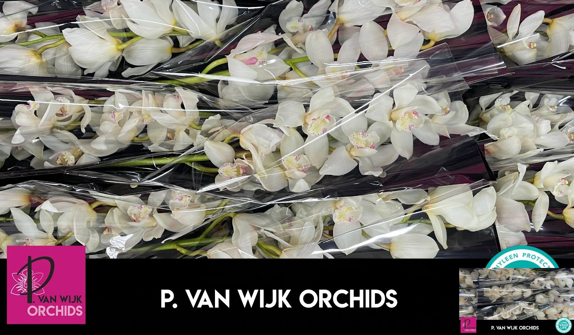 Cymbidium Antonella 5/8bl