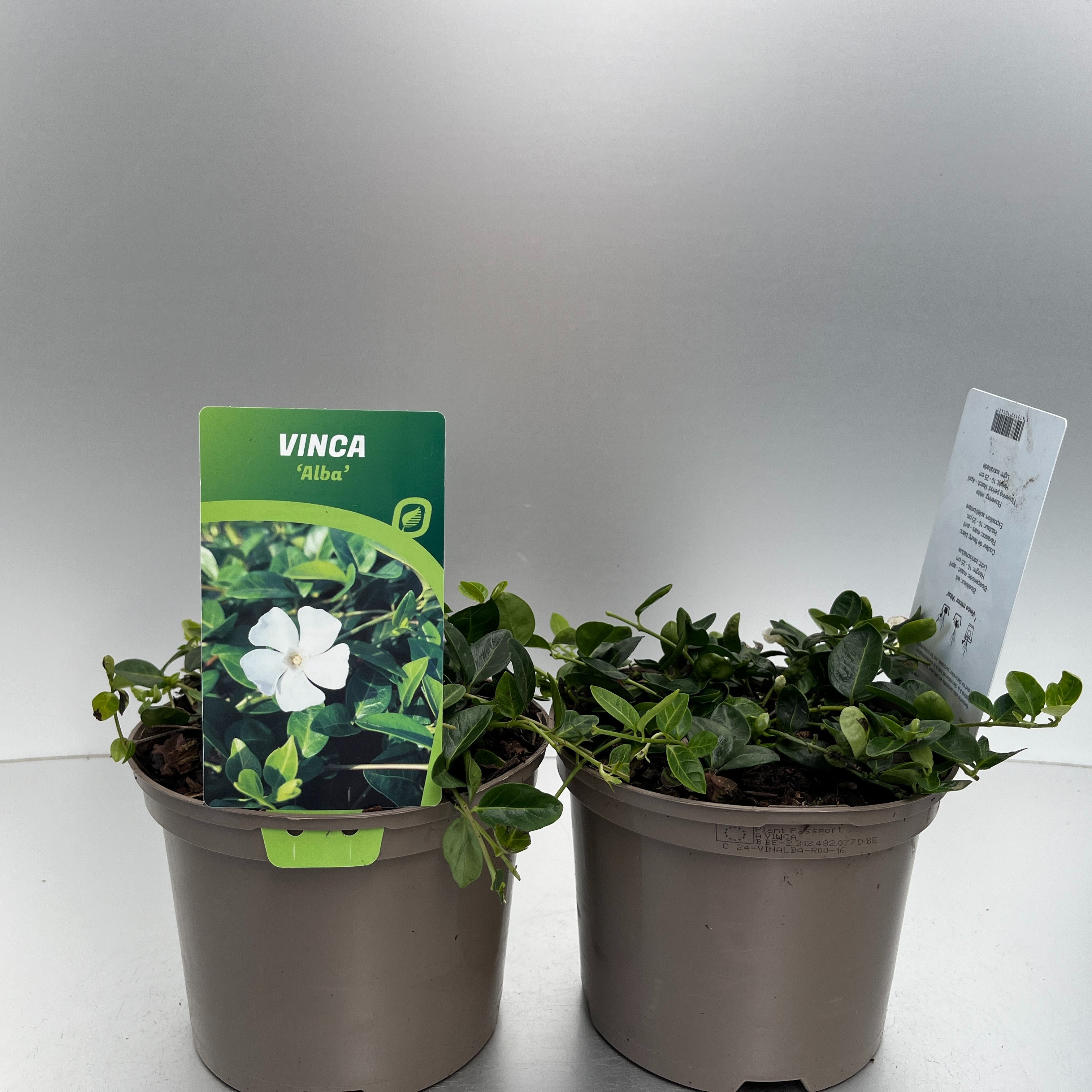 Picture of Vinca minor Alba P17 (2 Ltr)