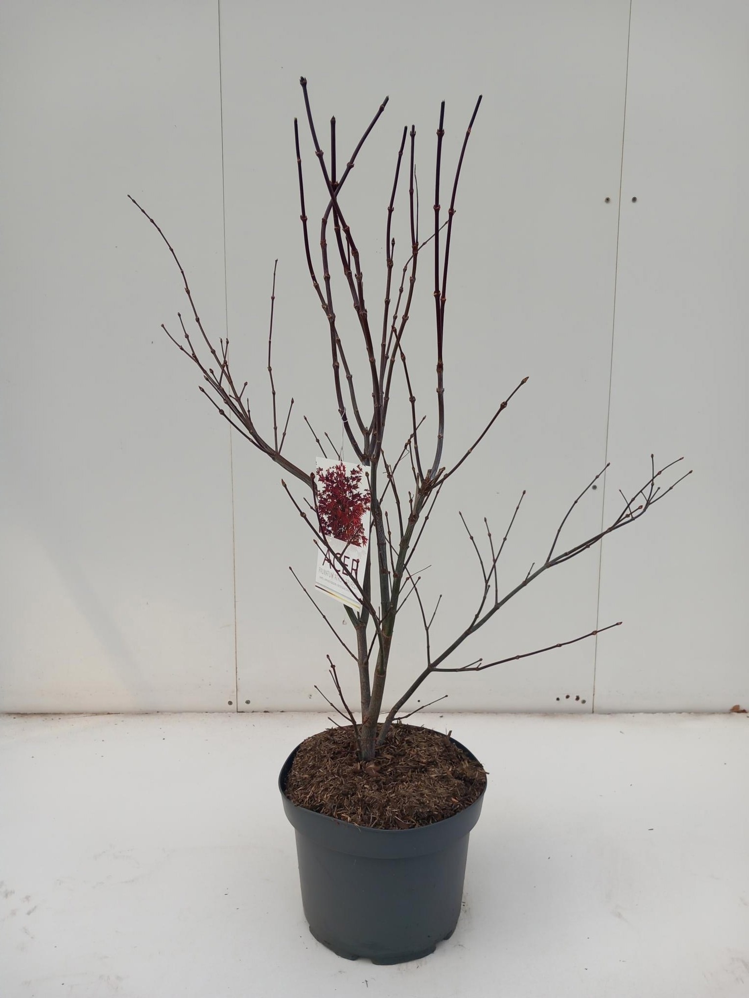 Picture of Acer palmatum Atropurpureum