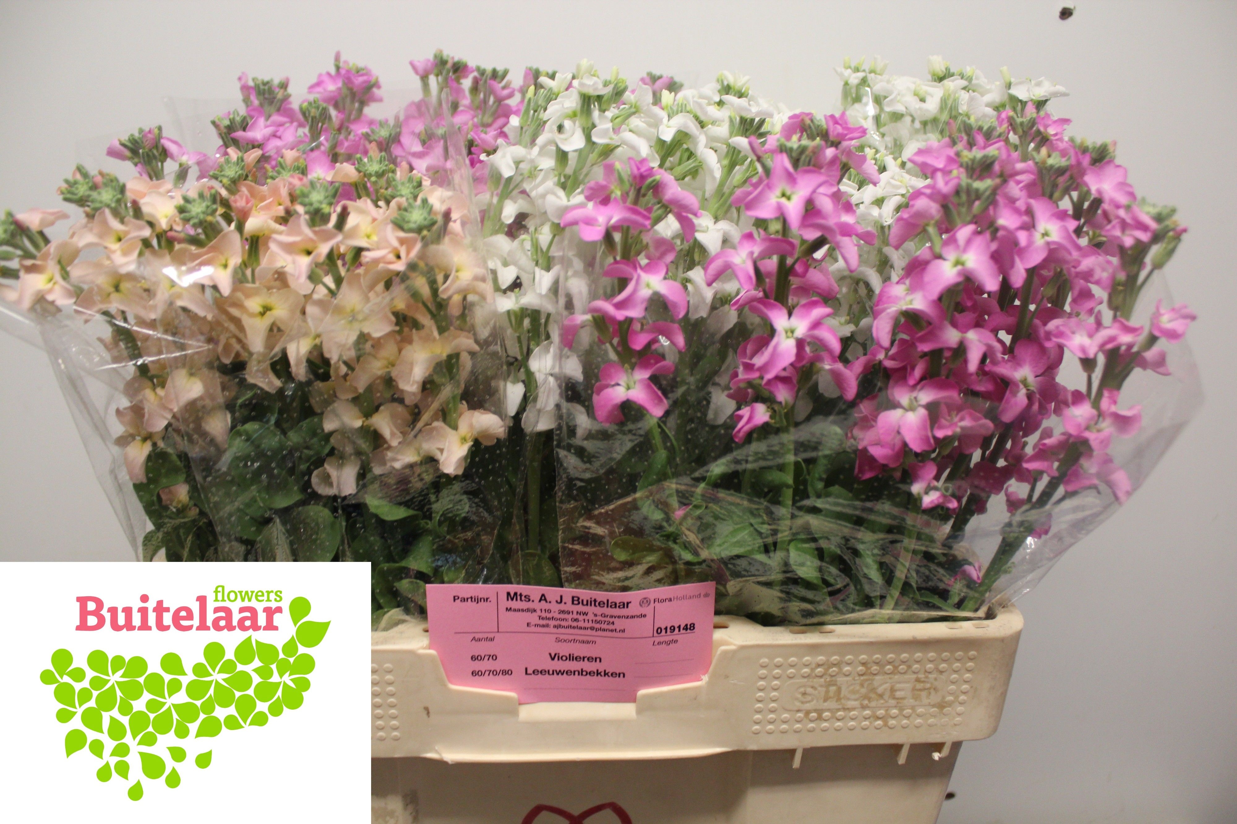 Matthiola 50cm