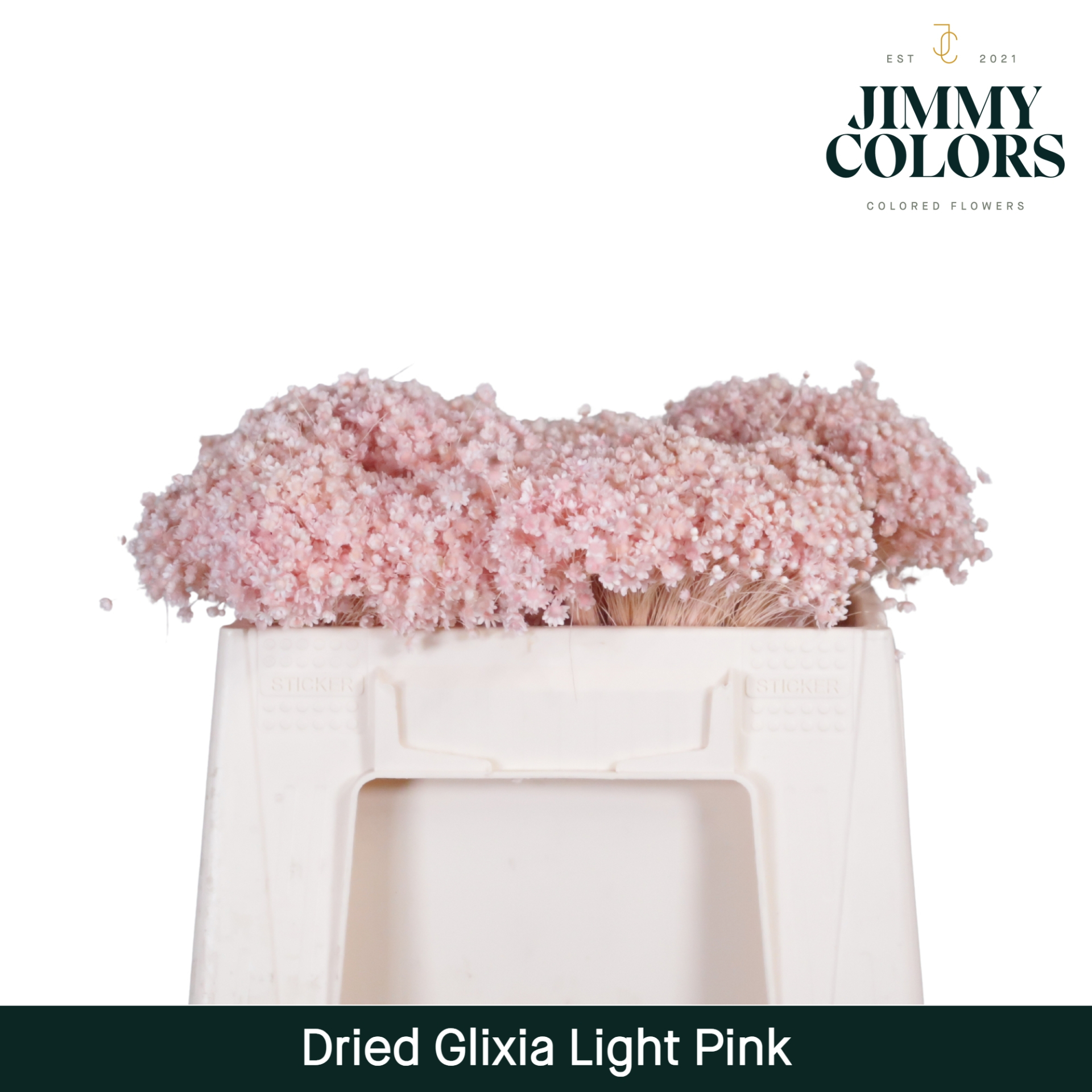 Dried Glixia Light Pink