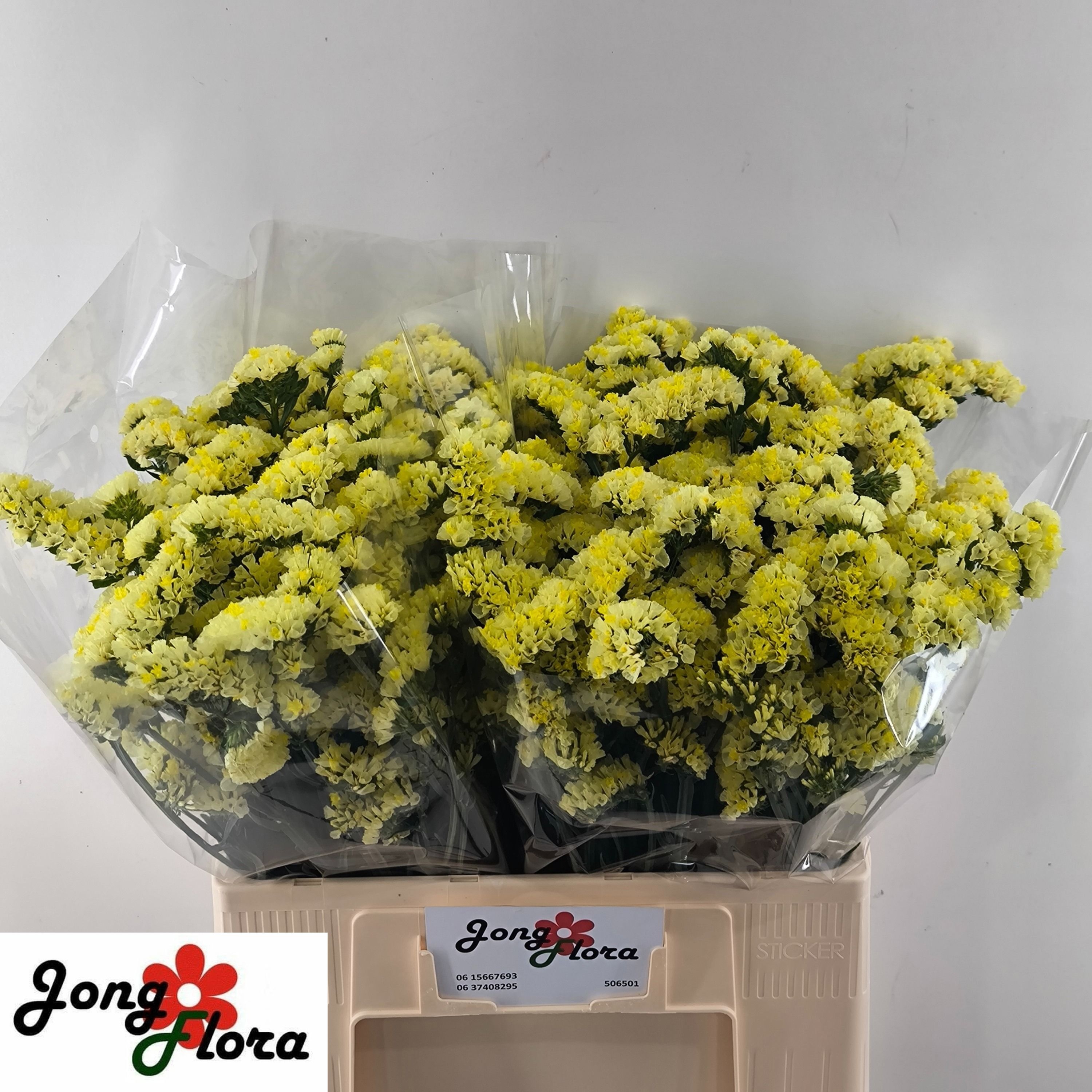 Lim S Glossy Wings 60cm 25gram