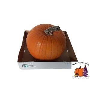 Cucurbita maxima 'Halloween' - Overig sierfruit