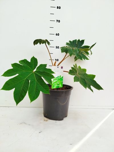 Tetrapanax papyrifera
