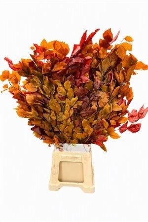 Decorgroen Klb Bs H%