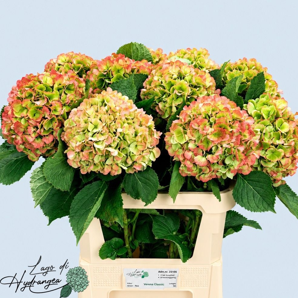 Hydrangea Verena Classic Pink 80cm 22Ø