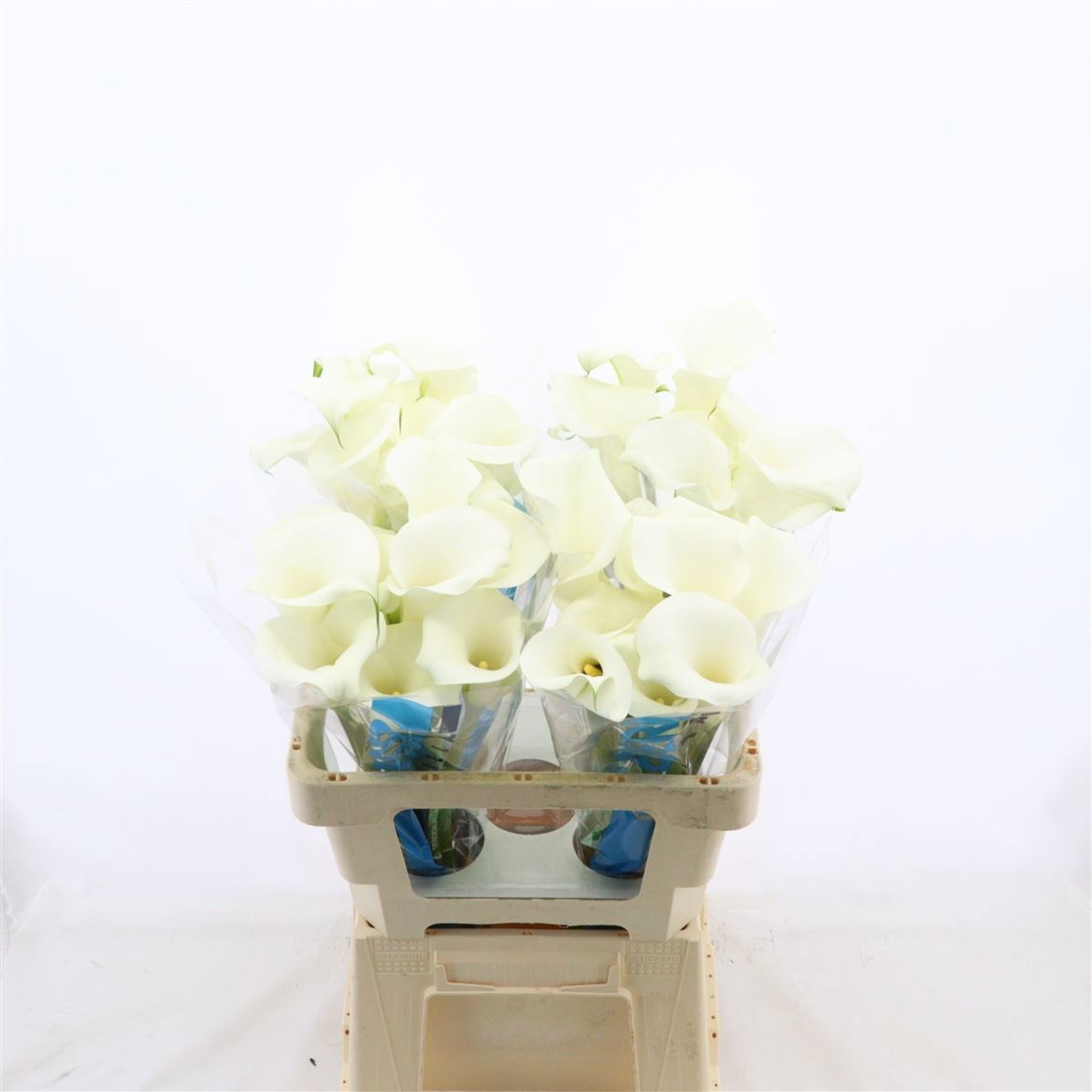 Calla Pure Art 55cm