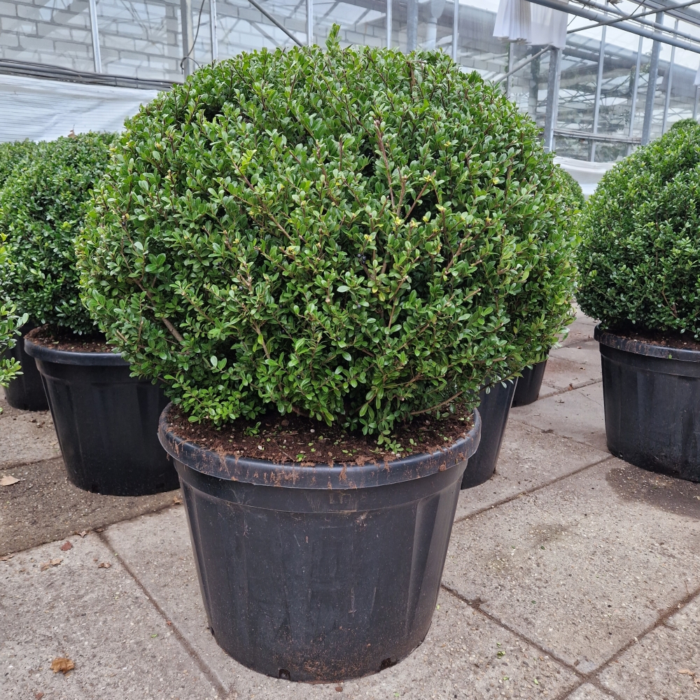 Picture of Ilex crenata Heco C180 BALL-100/110 (LOOSE)