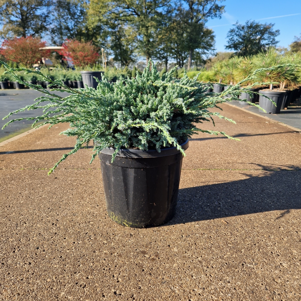 Picture of Juniperus squam. Blue Carpet C8 30/40 (LOOSE)