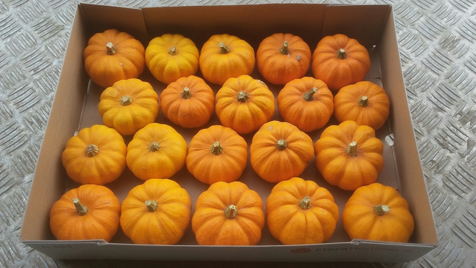 Cucurbita Jack Be Little