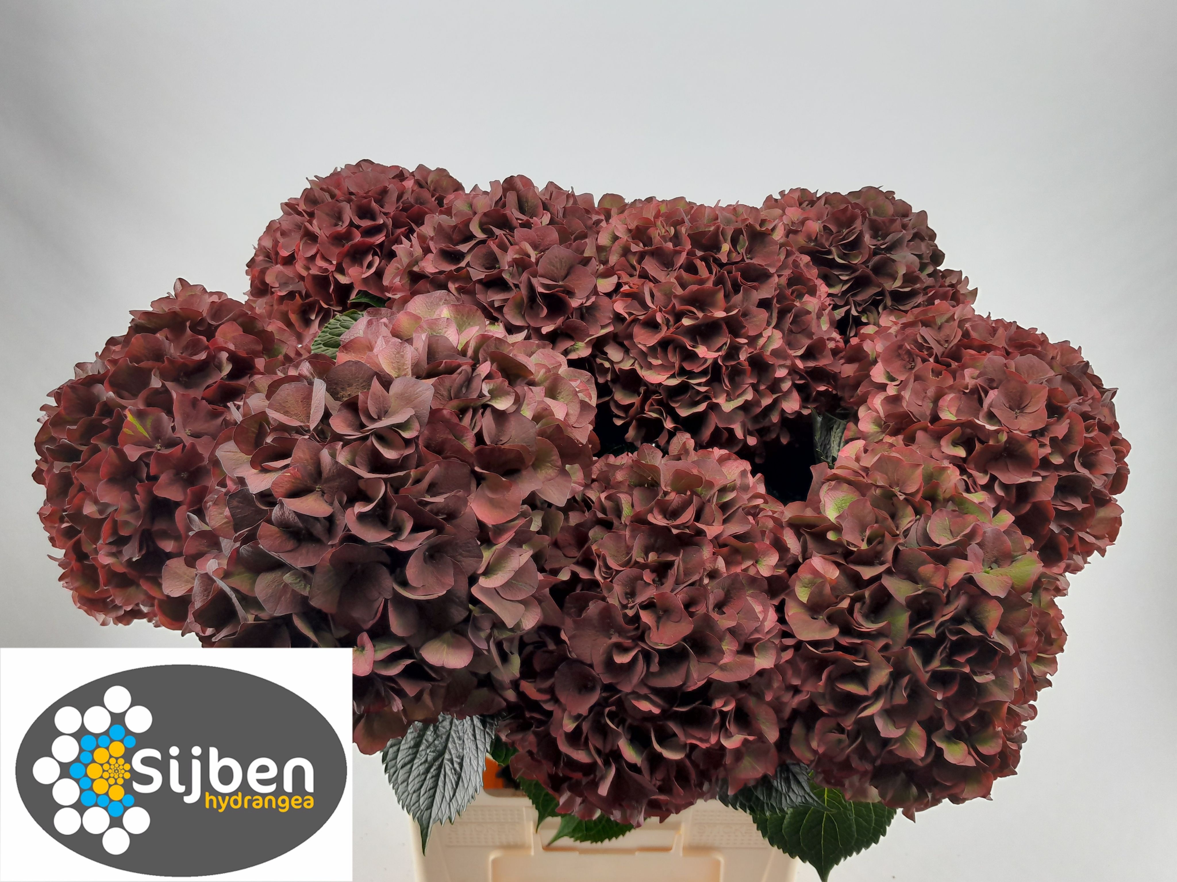 Hydrangea Ruby Red Classic 80cm 24Ø