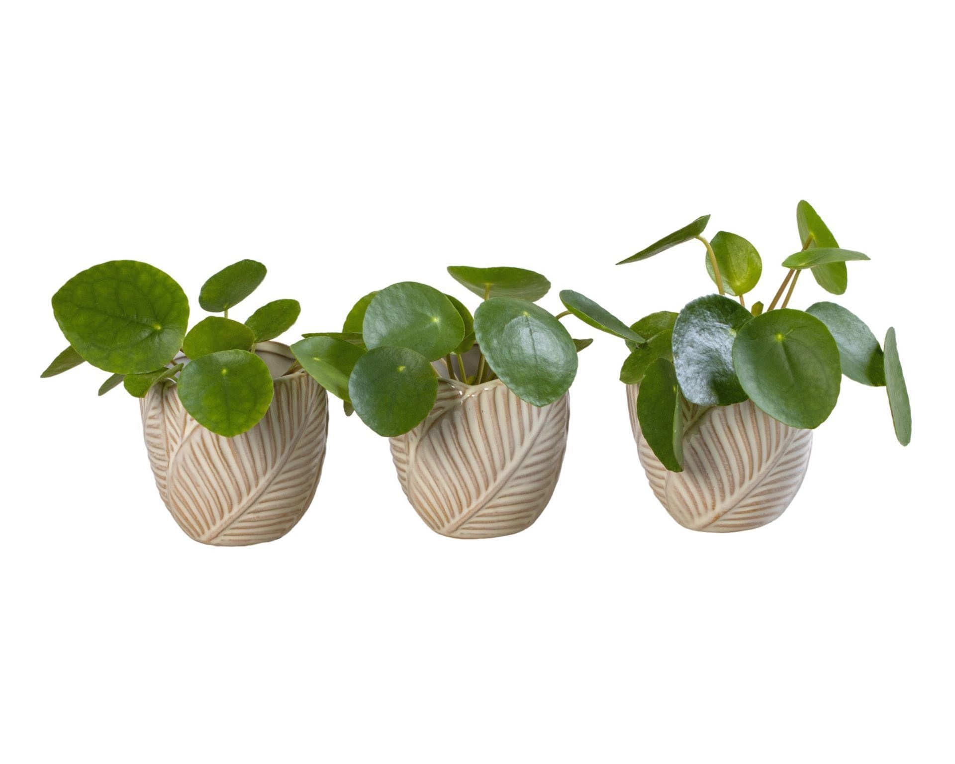 Pilea L 65957 with Pilea Peperomioides
