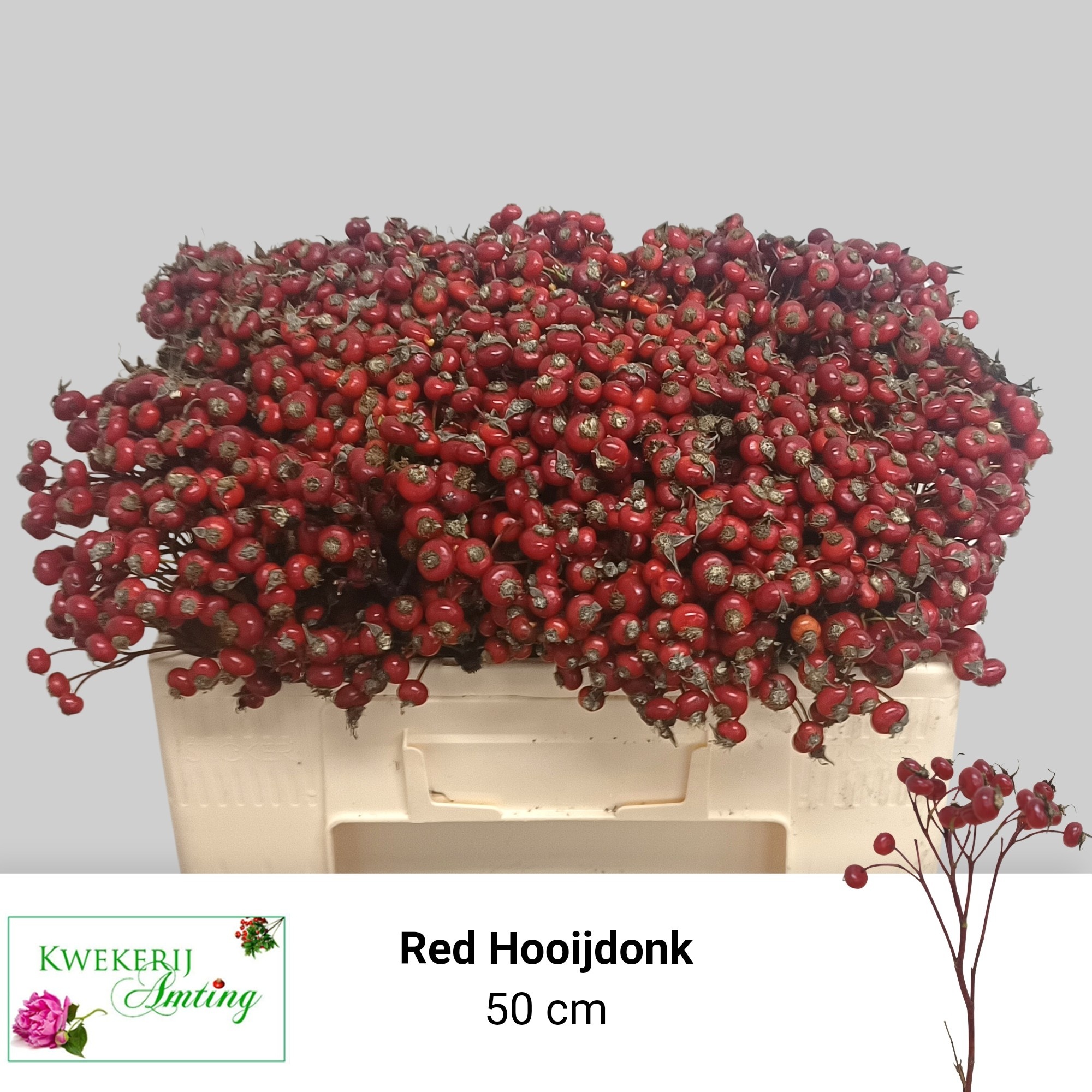 Rosa Red Hooijdonk