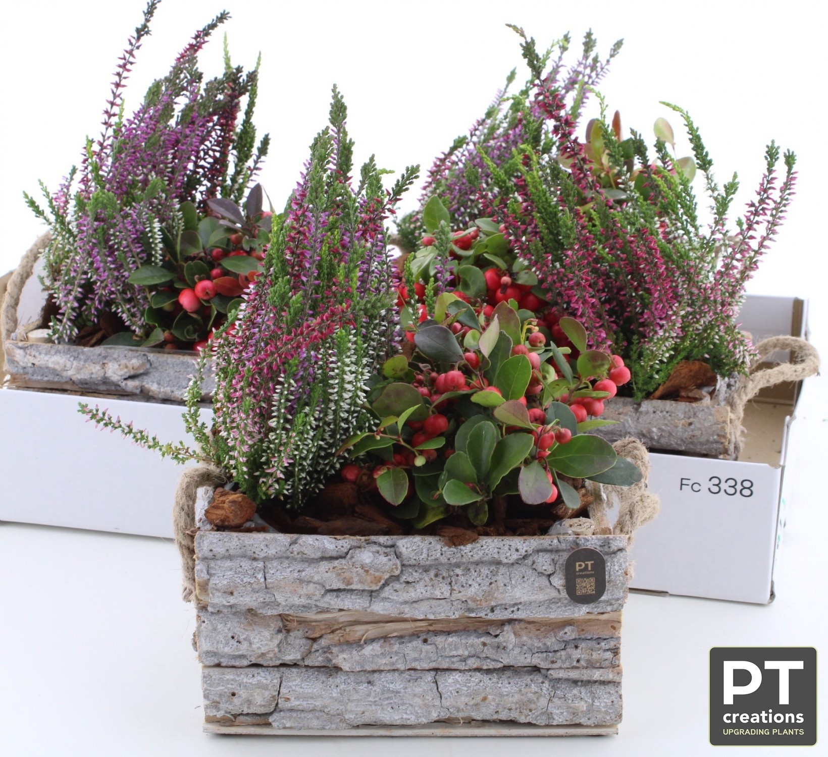 Arr Tuinplanten 21P 30cm 22bloei