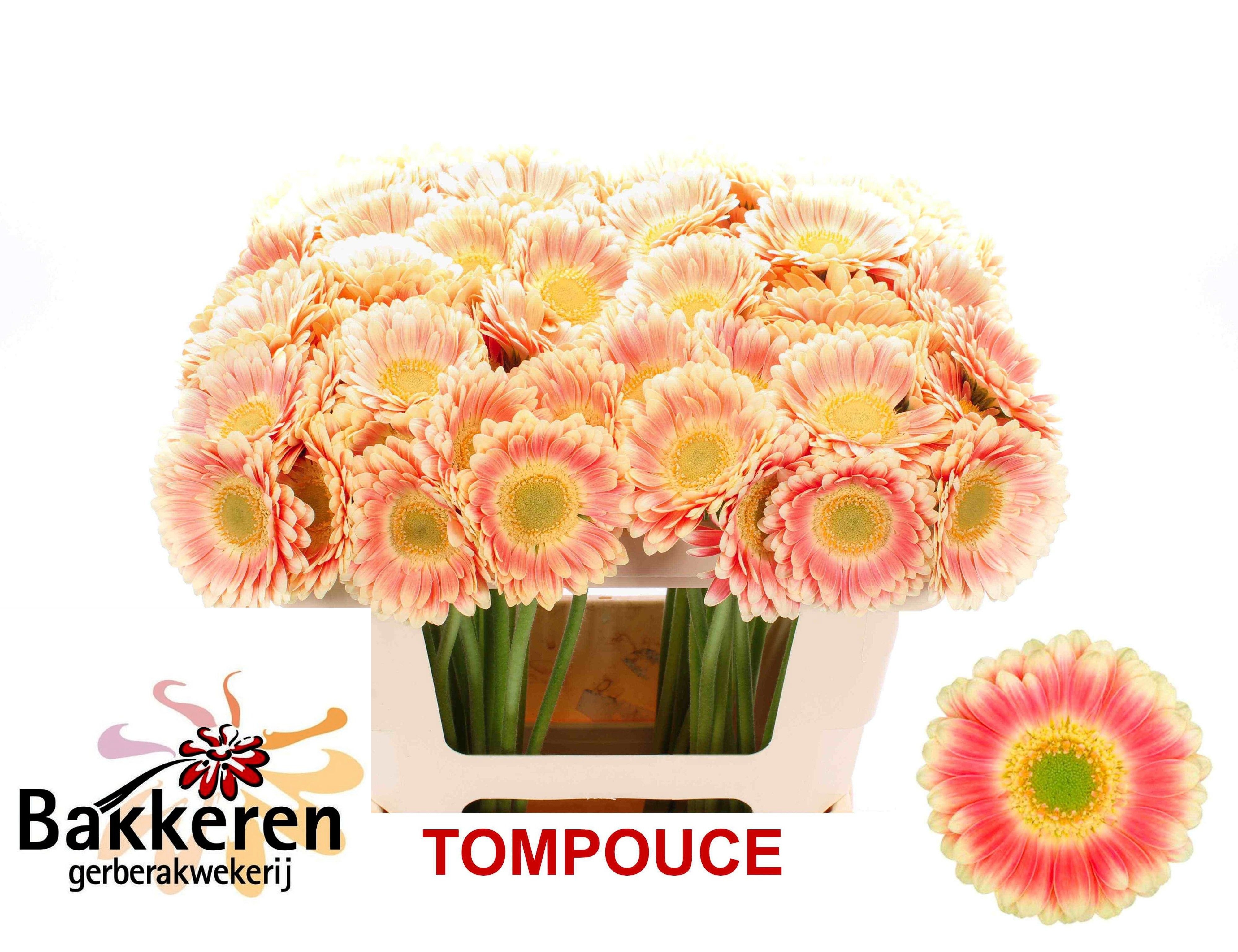 Ge Mi Tompouce
