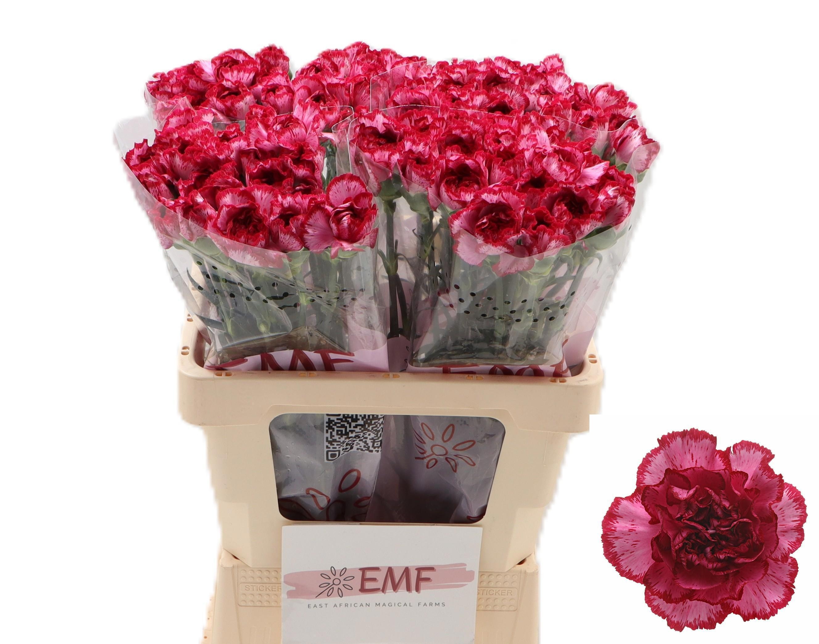 Dianthus St Bacarat Purple 60cm