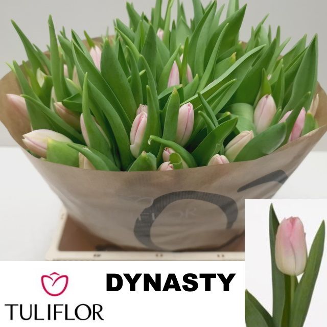 Tulipa Dynasty 42cm 37gram