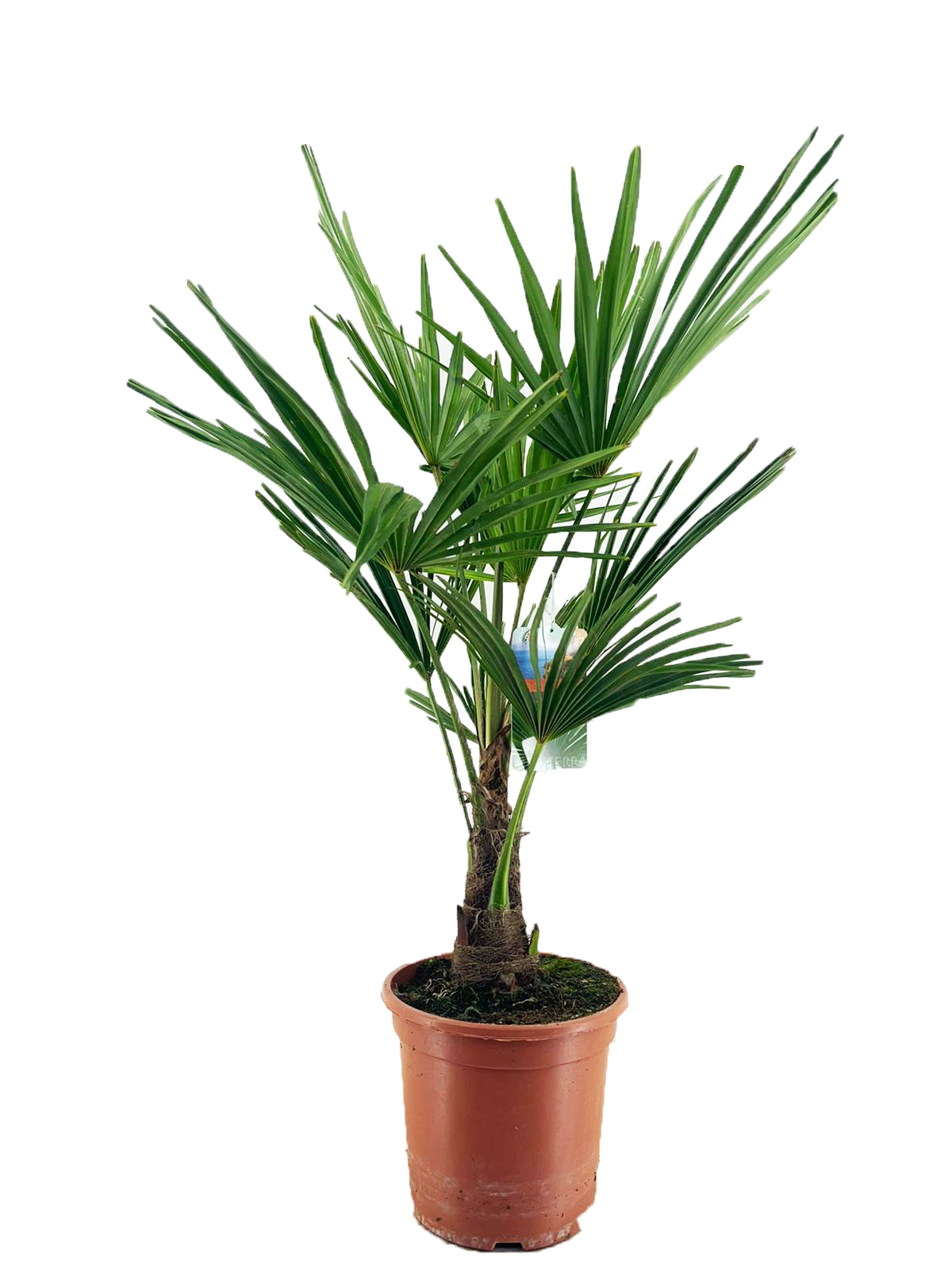 Picture of Trachycarpus fortunei P27 (7.5 Ltr)