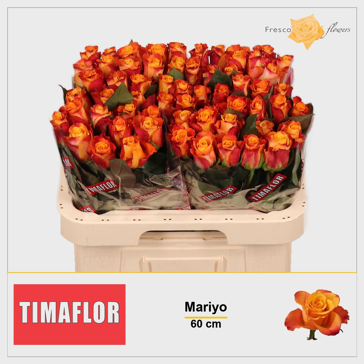 Rosa Mariyo! 60cm