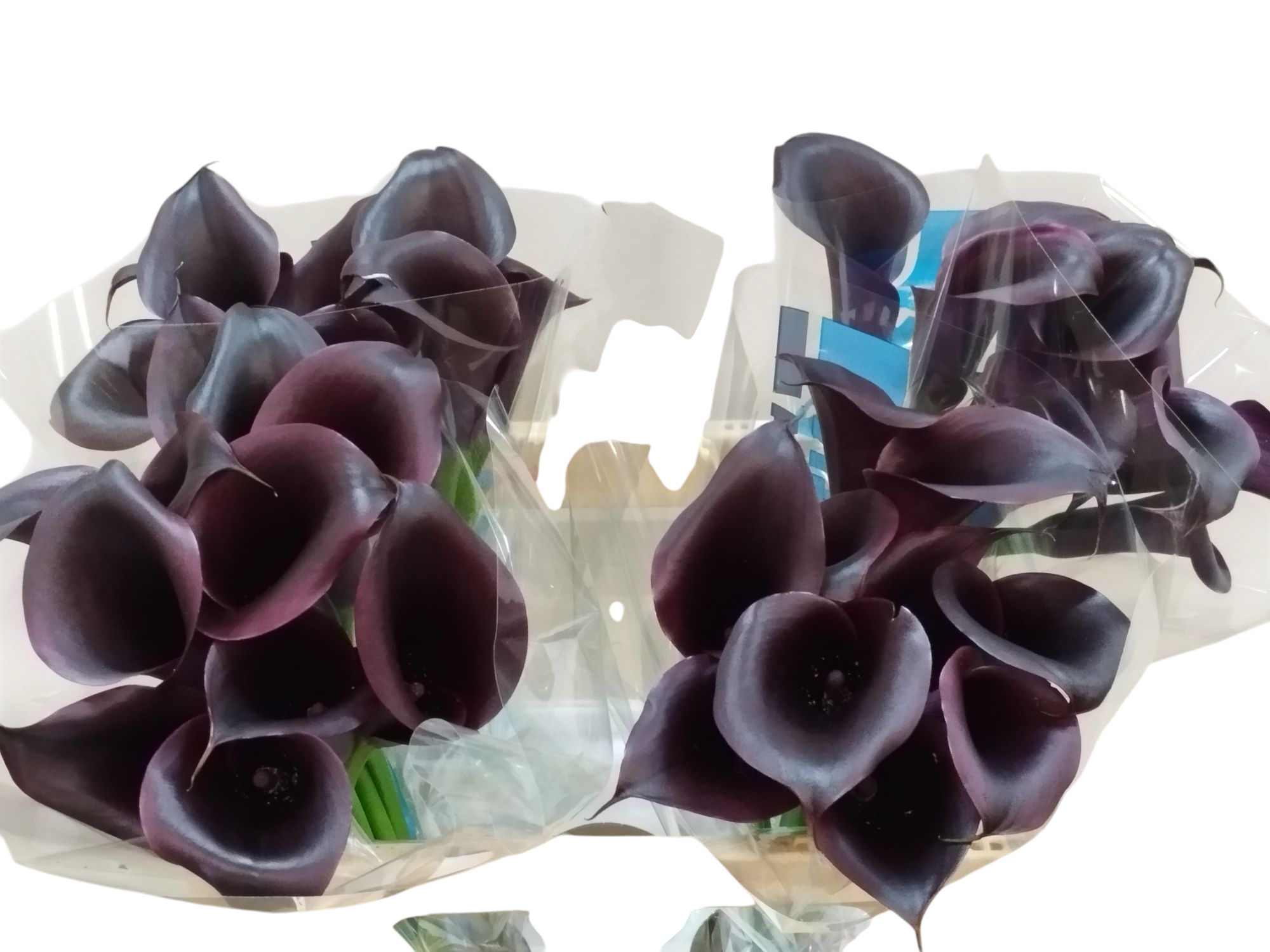 Calla Odessa 55cm
