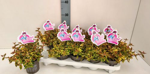 Abelia Lady Summerdream p11 Key