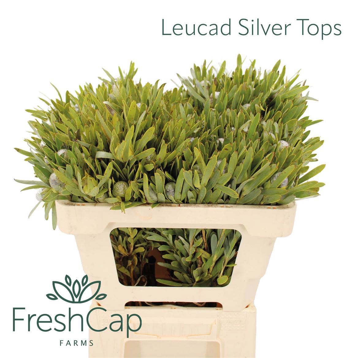 Leucadendron 50cm
