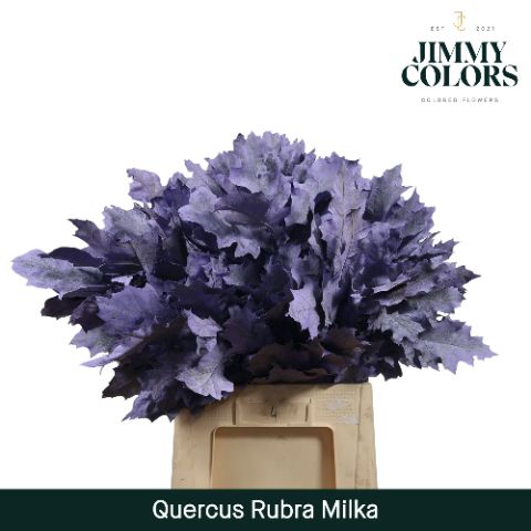 Quercus Rubra L60 Milka