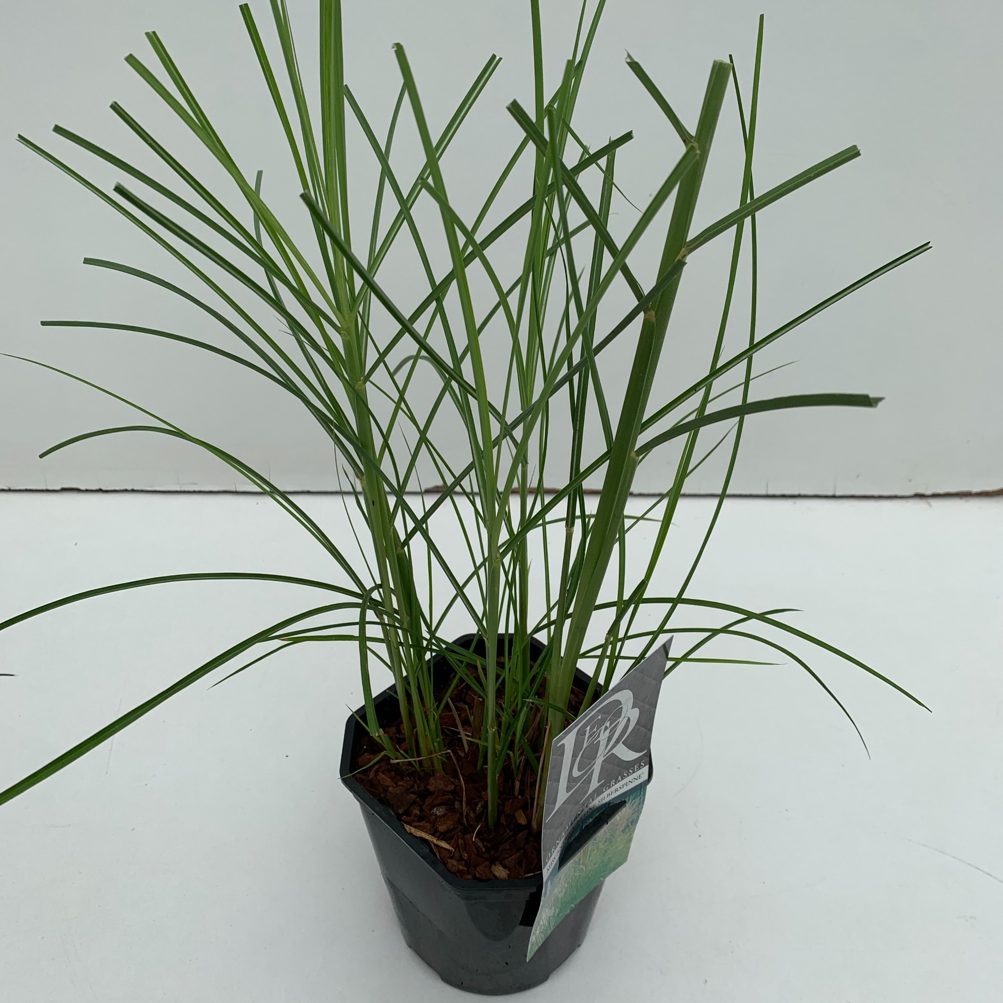 Picture of Miscanthus Kleine Silberspinne P17 (2 Ltr) Square