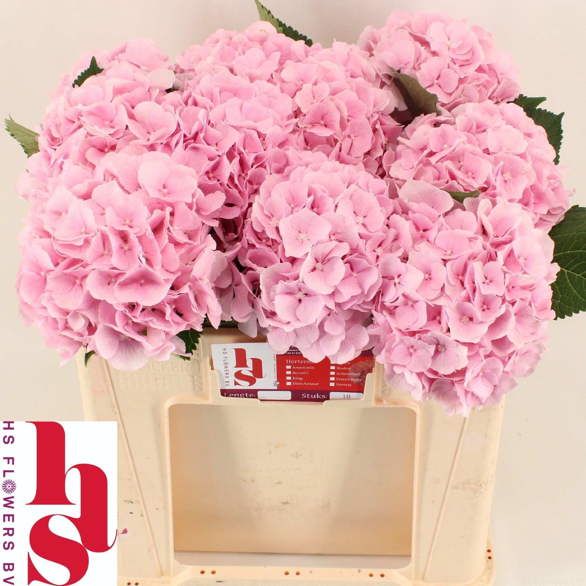 Hydrangea Verena Pink 50cm 17Ø