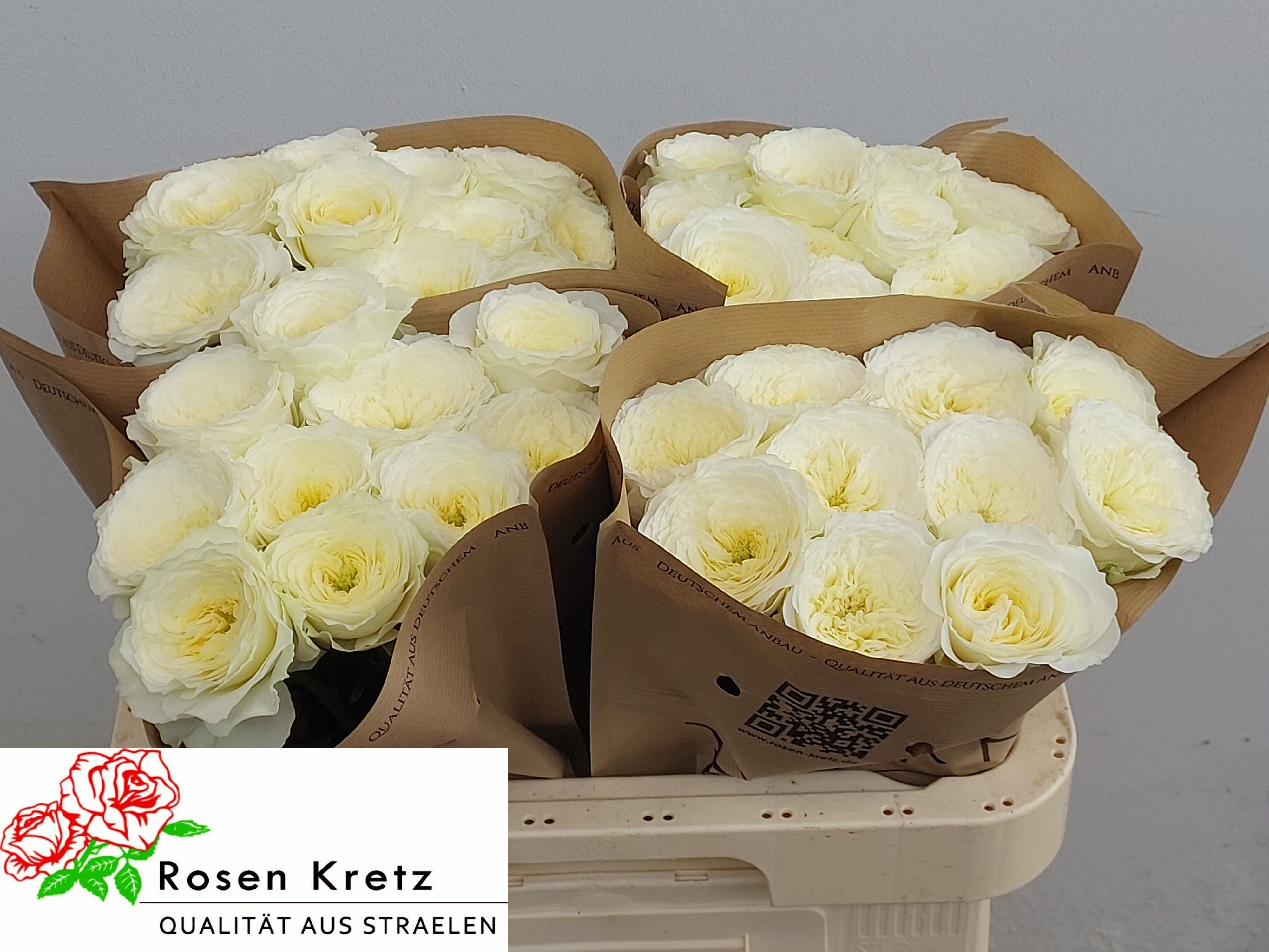 R Gr Lotti+ 60cm
