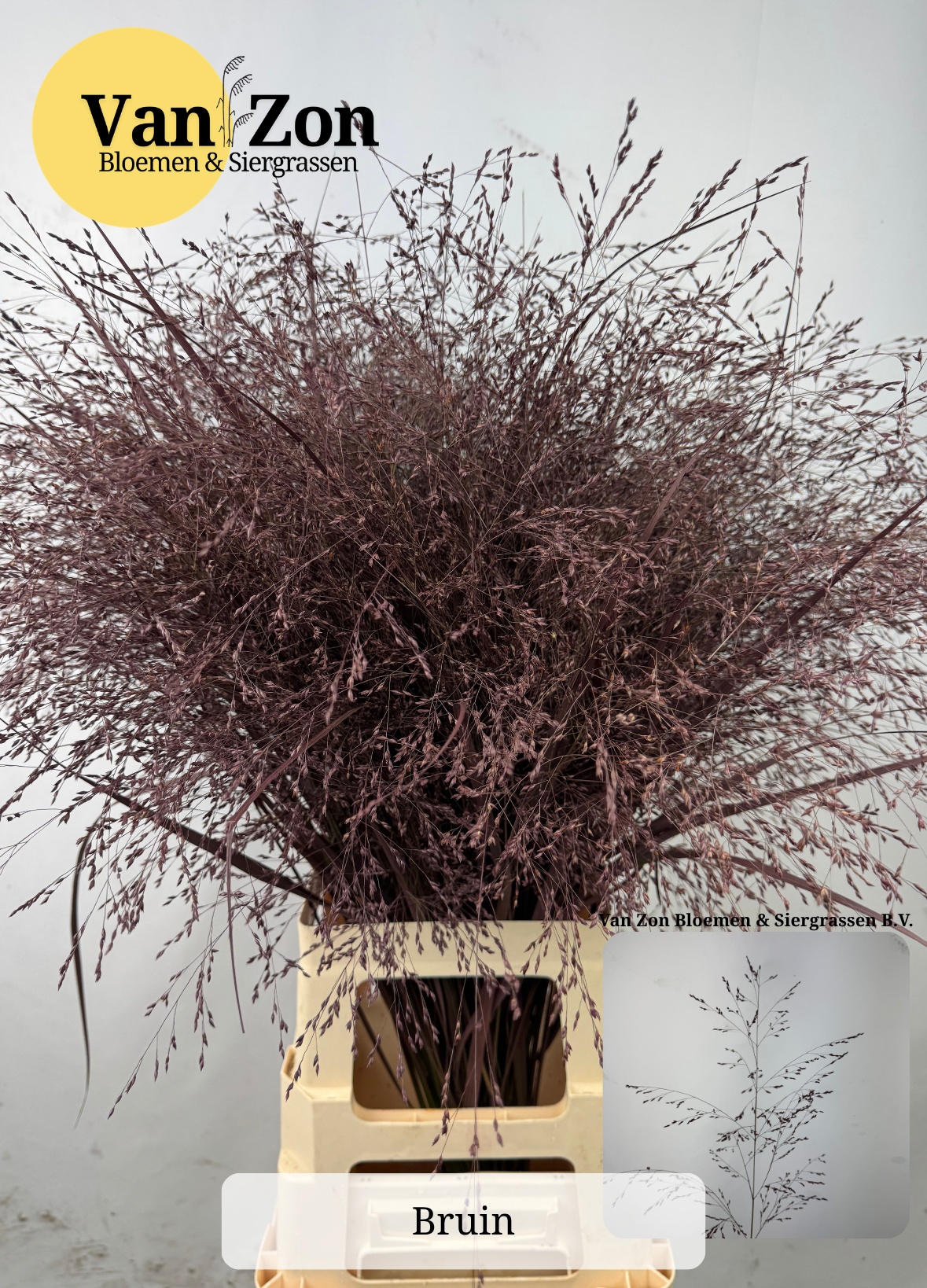 Ornamental Grass Painted (PANICUM)