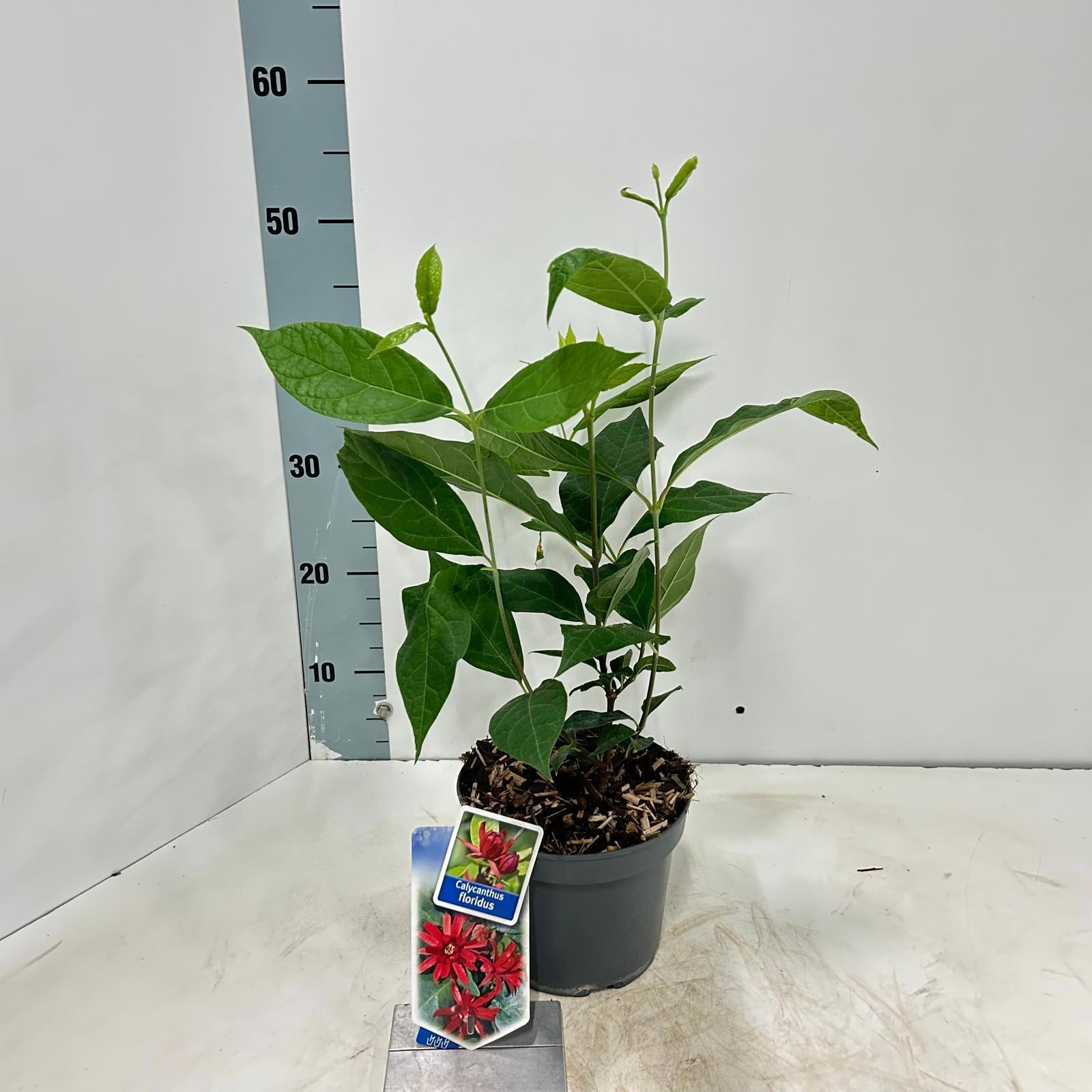 Calycanthus floridus