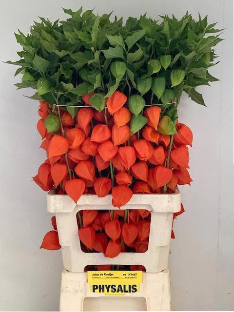 Physalis 80cm