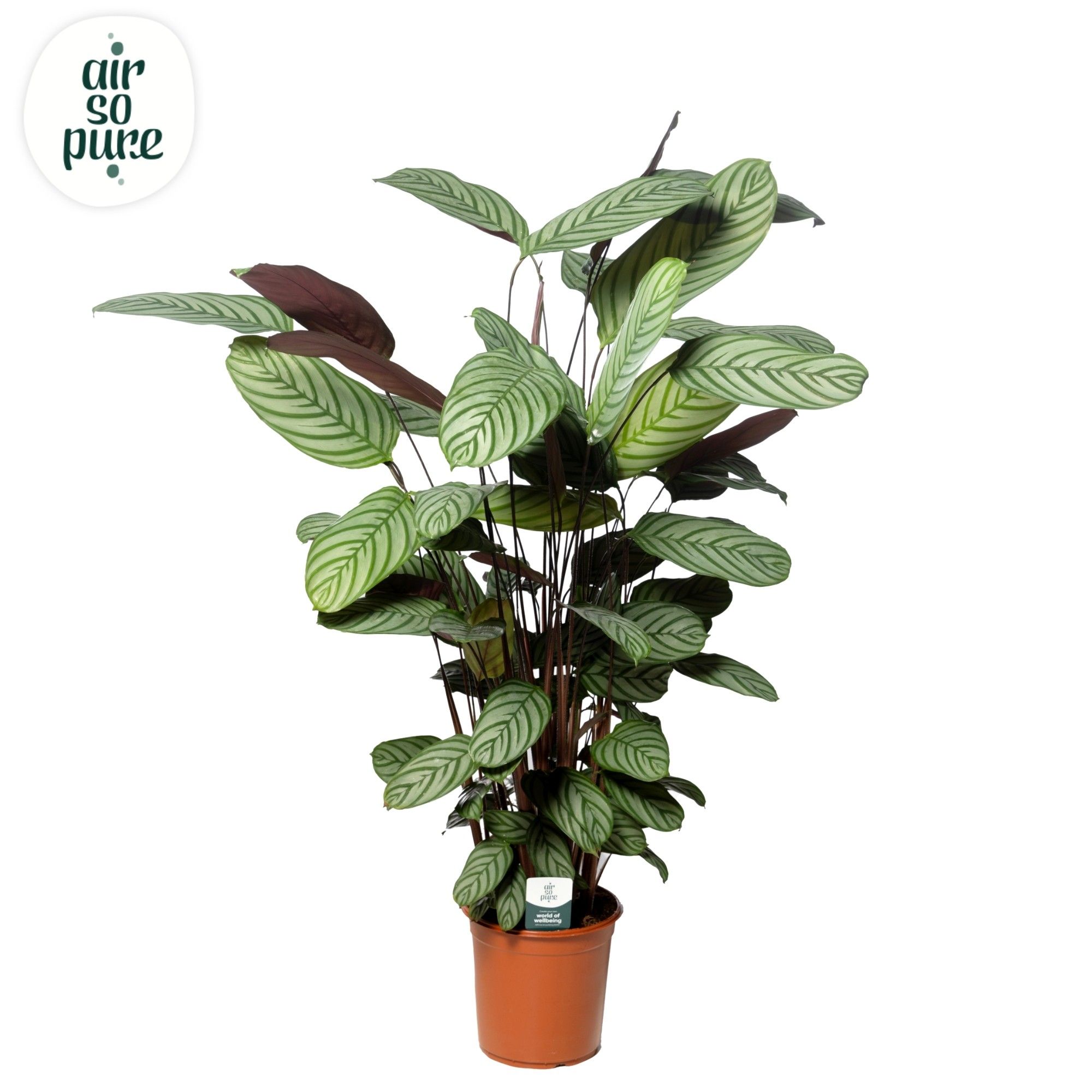 Ctenanthe Oppenheimiana Air So Pure