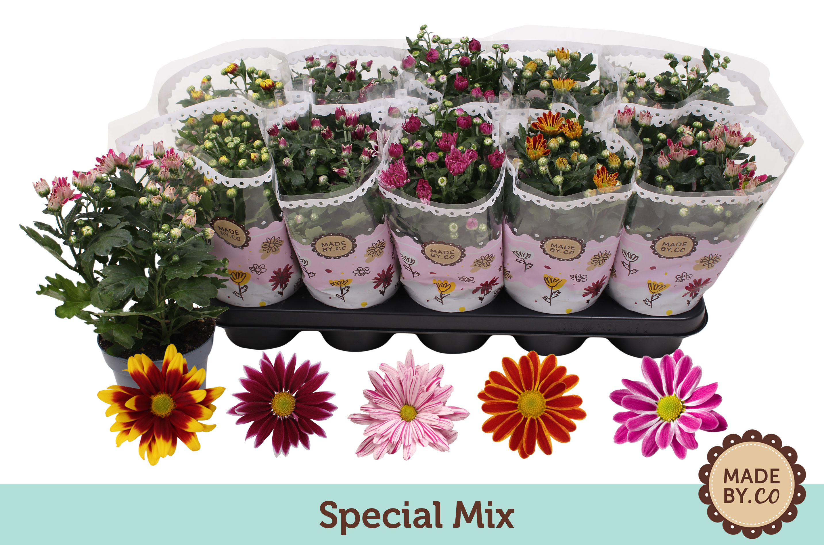 Picture of Chrysant special mix P12 25CM