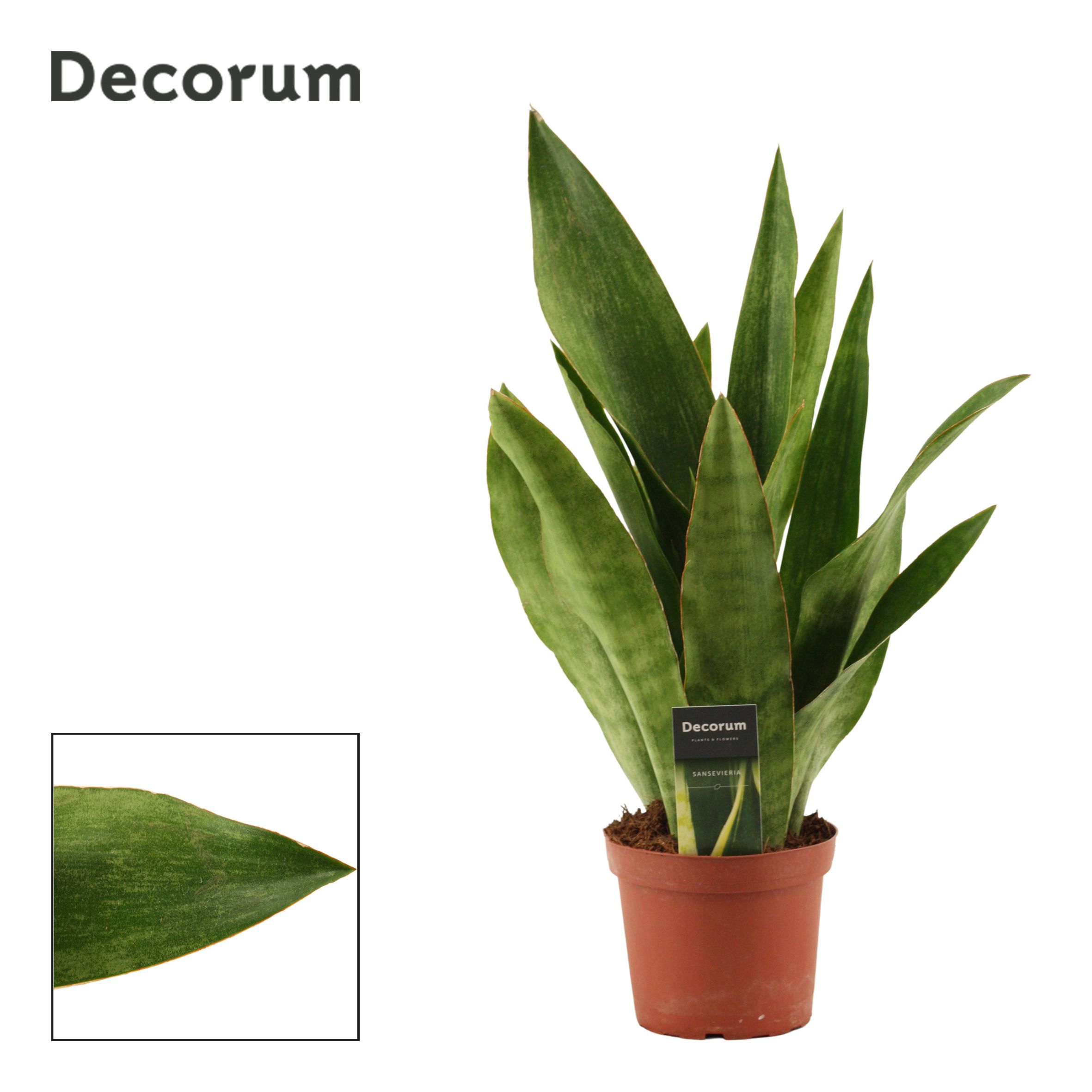 Sansevieria Aubrytiana Graylin(Decorum)