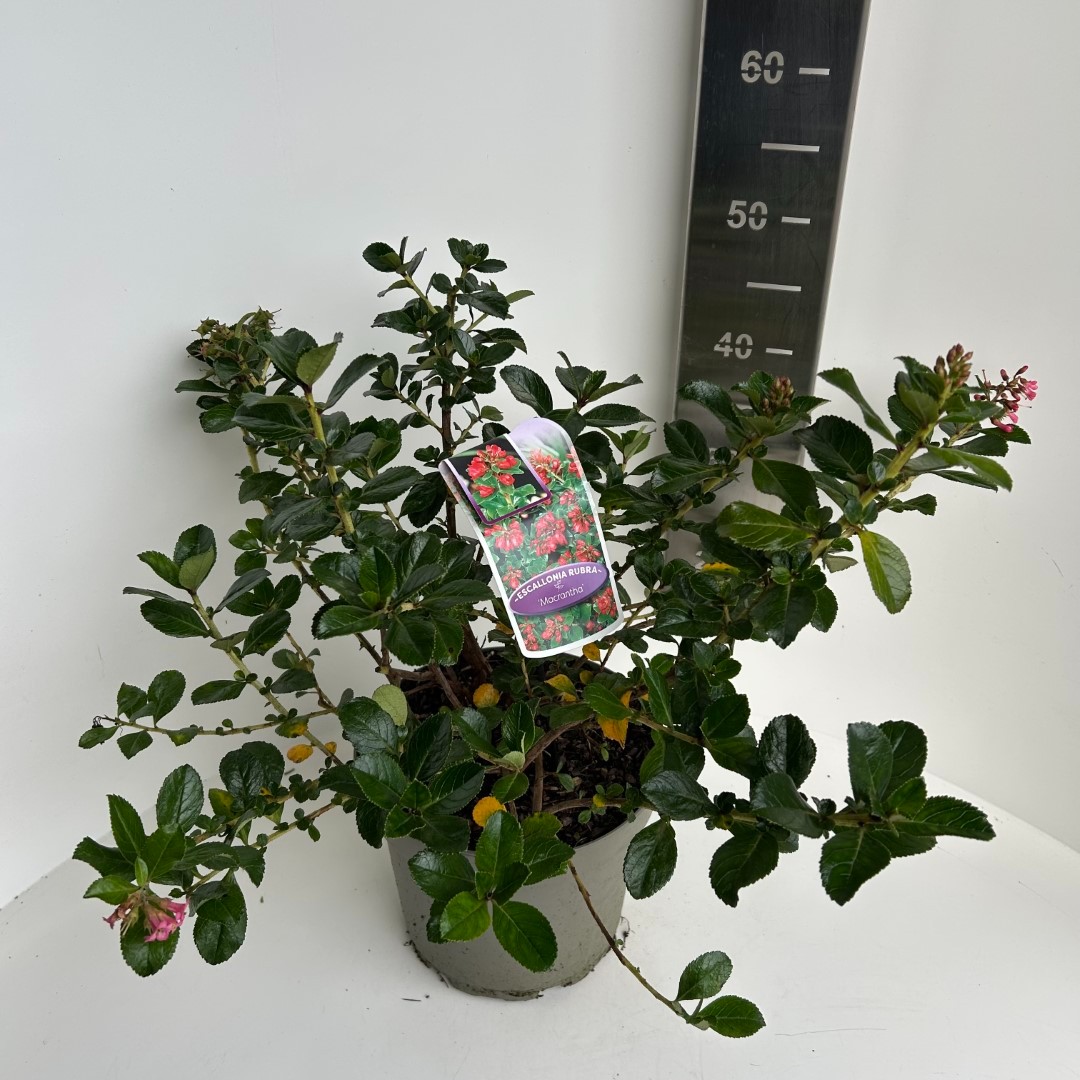 Picture of Escallonia rubra var. Macrantha P23 (5 Ltr) (LOOSE)